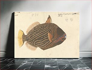 Πίνακας, A Fish by Luigi Balugani