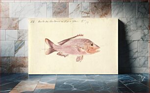 Πίνακας, A Fish from the Red Sea by Luigi Balugani