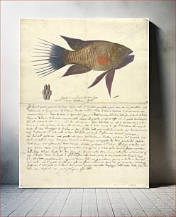 Πίνακας, A Fish from the Red Sea by Luigi Balugani