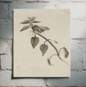 Πίνακας, A Foliated Branch