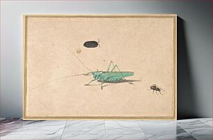 Πίνακας, A Great Green Bush Cricket (Tettigorica viridissima Linneaeus), A Clioniona Spider, and a Beetle