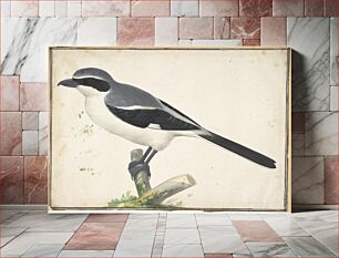 Πίνακας, A Great Grey Shrike