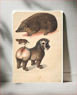 Πίνακας, A hedgehog, a beaver and a male baboon
