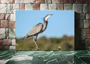 Πίνακας, A Heron Posing on a Branch Ένας ερωδιός που ποζάρει σε ένα κλαδί