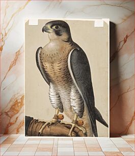 Πίνακας, A hunting falcon on a falconer's glove