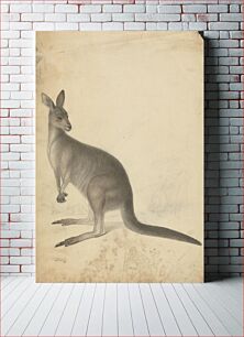 Πίνακας, A Kangaroo with three kangaroos in the background