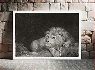 Πίνακας, A Lion: A recumbent Lion (1788) by George Stubbs