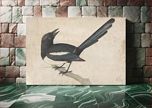 Πίνακας, A Magpie by John Bewick