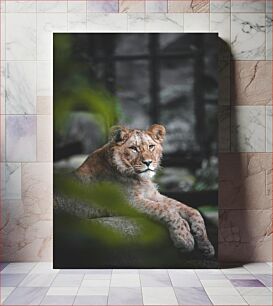 Πίνακας, A Majestic Lion Resting Ένα μεγαλοπρεπές λιοντάρι που αναπαύεται