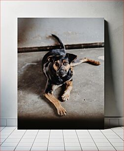Πίνακας, A Meditative Dog Ένας διαλογιστικός σκύλος