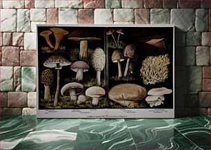 Πίνακας, A Number of the Best Edible Fungi, illustration from The Encyclopedia of Food by Artemas Ward; (See the Mushroom and Puffball articles); Edible chanterelle; Parasol Mushroom; Morel; Edible Boletus; Masked Tricho