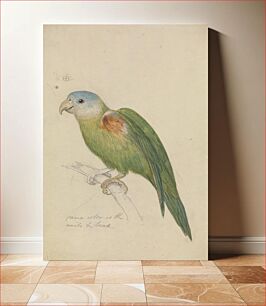 Πίνακας, A Parrot