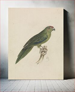 Πίνακας, A Parrot