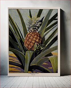Πίνακας, A Pineapple Plant, illustration from The Encyclopedia of Food by Artemas Ward