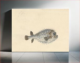 Πίνακας, A Porcupine Fish