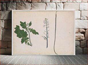 Πίνακας, A Radish Plant, Seed, and Flower, late 18th century