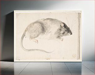 Πίνακας, A Rat Seen in Profile