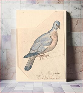 Πίνακας, A ring dove. by P. C. Skovgaard