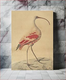 Πίνακας, A Scarlet Ibis