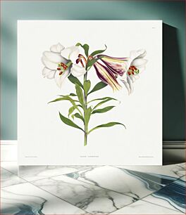 Πίνακας, A Selection of Hexandrian Plants, belonging to the natural order of Amaryllidae and Liliacae: Japanese Lily (ca. 1831) by Robert Havell