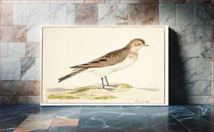 Πίνακας, A song lark (alauda arvensis) by Pieter Holsteijn