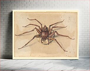 Πίνακας, A Spider
