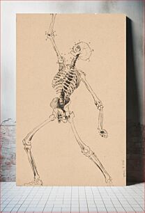 Πίνακας, A study of the human skeleton