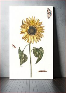 Πίνακας, A sunflower, a caterpillar and two butterflies by Johan Teyler (1648-1709)