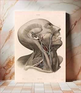 Πίνακας, A System of Anatomical Plates of the Human Body, vol. 2