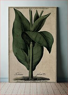 Πίνακας, A treatise on the culture of the tobacco plant; with the manner in which it is usually cured
