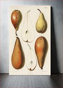 Πίνακας, A vintage chromolithograph of fresh pears printed in 1887, by Samuel Berghuis