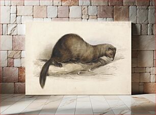 Πίνακας, A Weasel (1832) by Edward Lear