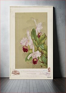 Πίνακας, A whitehouse orchid