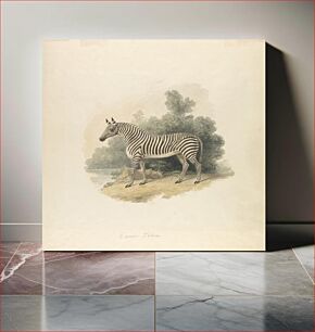 Πίνακας, A Zebra