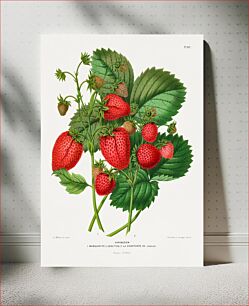 Πίνακας, Aardbezien (strawberry) chromolithograph plates by Abraham Jacobus Wendel