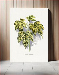Πίνακας, Abutilon Thompsoni leaf illustration
