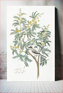 Πίνακας, Acacia karroo Hayne or Vachellia karroo (Karoo thorn, with an unidentified birt wagtail) (1777–1786) by Robert Jacob Gordon