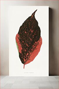 Πίνακας, Acalypha Tricolor leaf illustration
