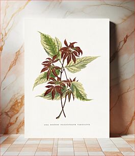 Πίνακας, Acer Negundo Fraxinifolium Variegatum leaf illustration