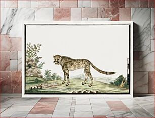 Πίνακας, Acinonyx jubatus: cheetah (1777–1786) by Robert Jacob Gordon