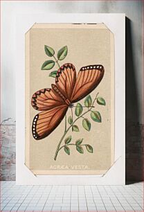 Πίνακας, Acraea Vesta butterfly card from the Butterflies and Moths of America series