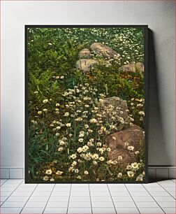 Πίνακας, Adirondack mountain wildflowers