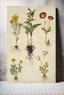 Πίνακας, Adonis vernalis (spring adonis);Cypripedium calceolus (large lady's slipper);Ranunculus asiaticus (garden buttercup);Ranunculus (species of buttercup) by Maria Sibylla Merian