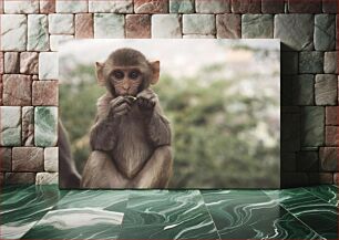 Πίνακας, Adorable Baby Monkey Αξιολάτρευτο μωρό μαϊμού