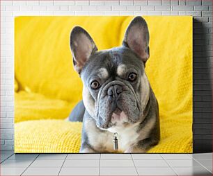 Πίνακας, Adorable French Bulldog on Yellow Blanket Αξιολάτρευτο γαλλικό μπουλντόγκ σε κίτρινη κουβέρτα