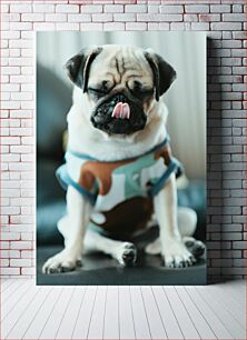 Πίνακας, Adorable Pug with Tongue Out Αξιολάτρευτο πατημασιά με έξω γλώσσα