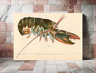 Πίνακας, Adult Male LobsterSubject: American lobster, LobstersTag: Shellfish
