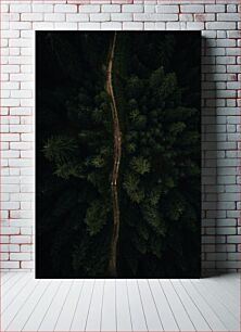 Πίνακας, Aerial View of Dense Forest with Path Αεροφωτογραφία του πυκνού δάσους με μονοπάτι