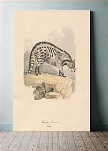 Πίνακας, African Civet