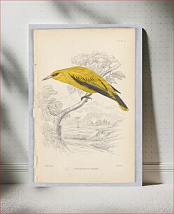 Πίνακας, African Golden Oriole, Plate 1 of Birds of Western Africa, Vol. VIII, William Home Lizars